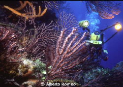 A videomaker between caribbean gorgonias.
Nikonos 20 mm+... by Alberto Romeo 